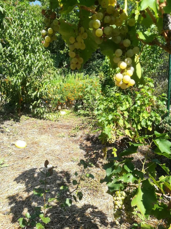 Organic Gardens Villa Crikvenica Kültér fotó